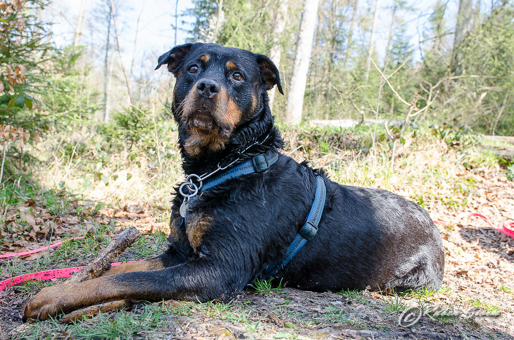 Rottweiler Nala