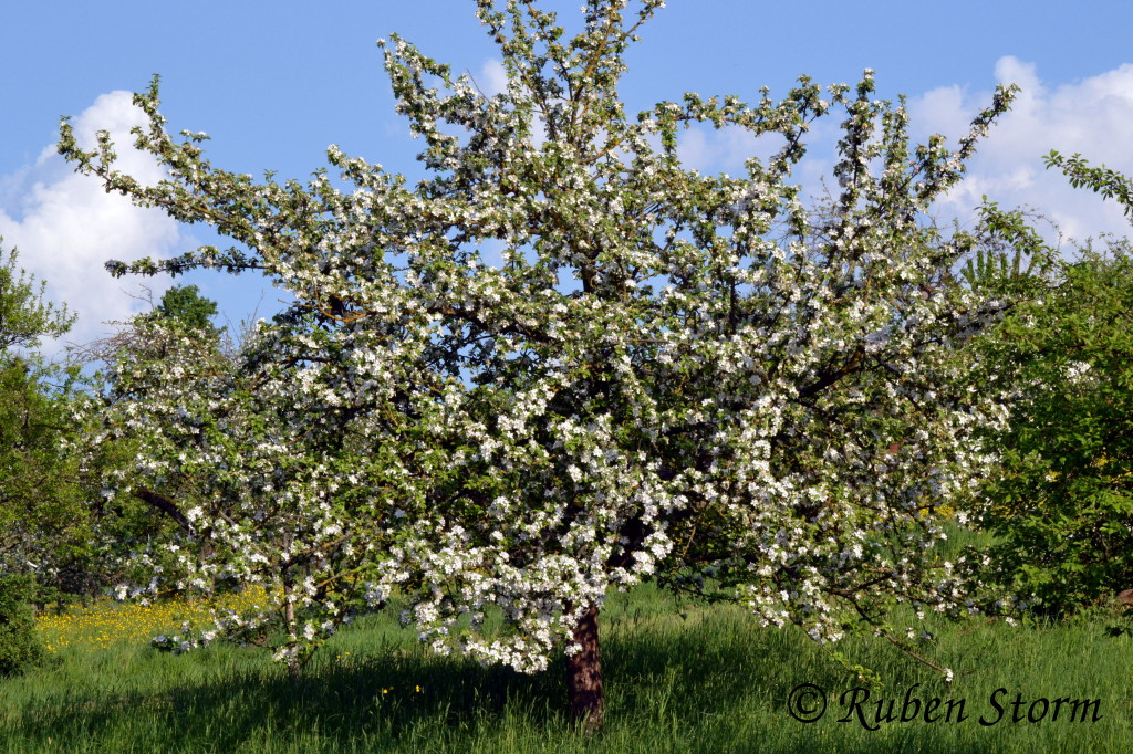 Obstbaum