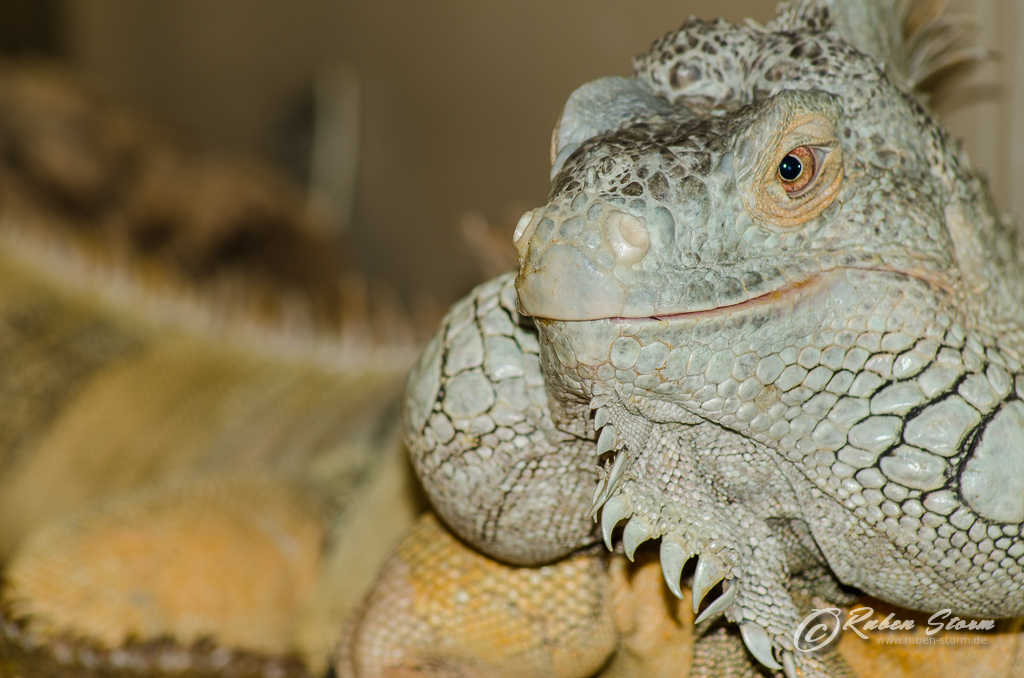 Leguan Männchen