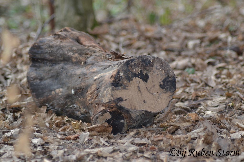 Baumstumpf im Laub