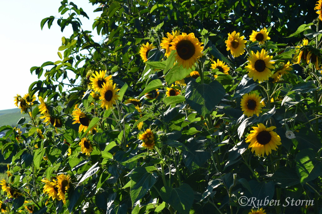 Sonnenblumen