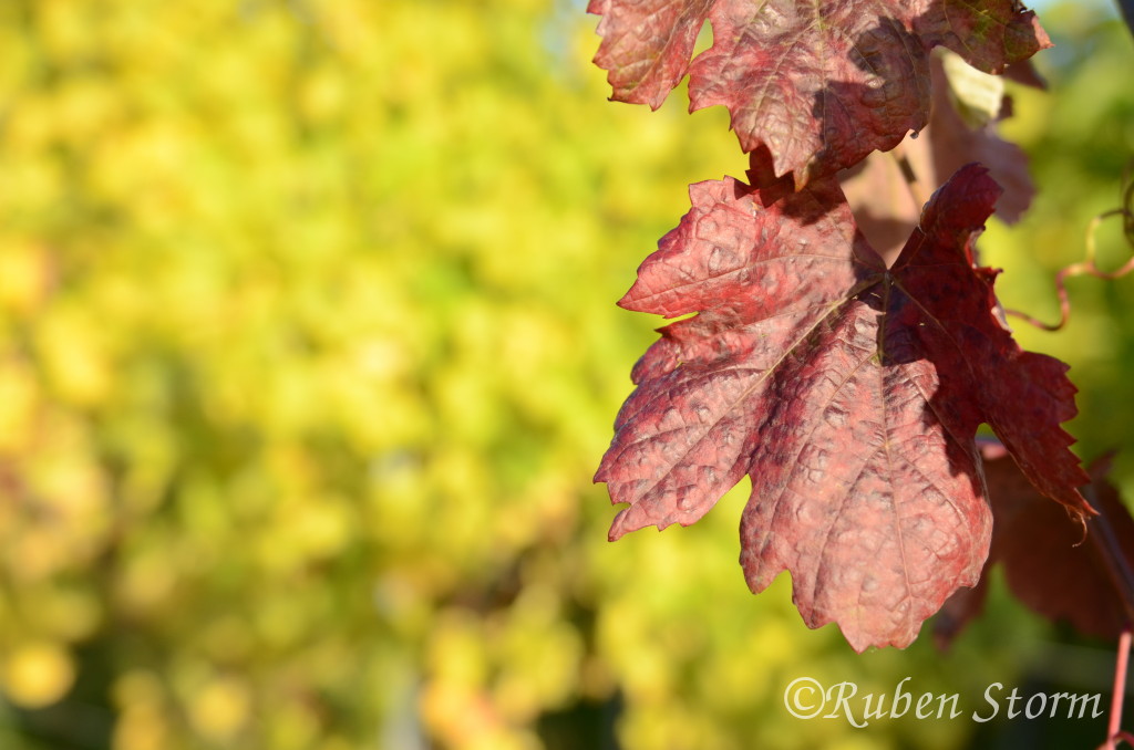 Roter Herbst